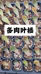 多肉水培生根方法_水培多肉生根快又简单