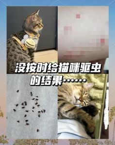 猫去跳蚤最简单的方法_猫咪跳蚤问题这样解决