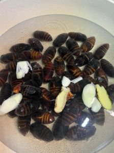 水煮蚕蛹煮多少分钟_10分钟鲜嫩，冷水泡2小时去杂质