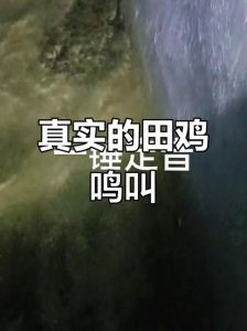 田鸡夜间叫得响，搜田鸡叫声加长版10分钟
