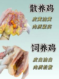 花柴鸡和土鸡有什么区别_外貌肉质有别，炖炒皆宜