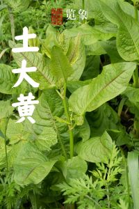 大黄的食用方法_大黄药效强需谨慎 使用须对症