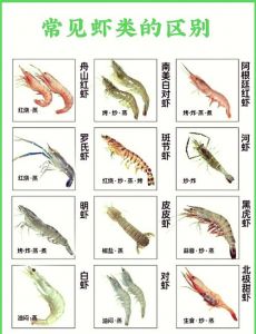 红虾和甜虾有什么区别_红虾甜虾怎么选？口感营养大不同