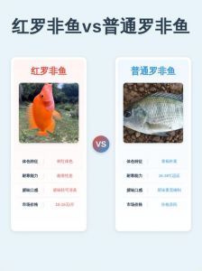 罗非鱼雌雄对比图片_罗非鱼怎么分公母？看形状颜色！