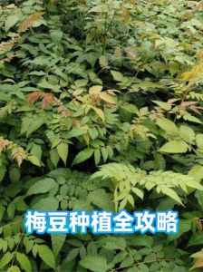 梅豆的种植方法_红梅种植看时机，南北有别勤管理