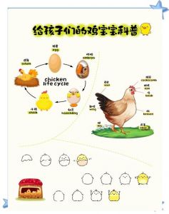 下蛋鸡和肉鸡的区别_肉鸡速长易病，蛋鸡慢产抗病