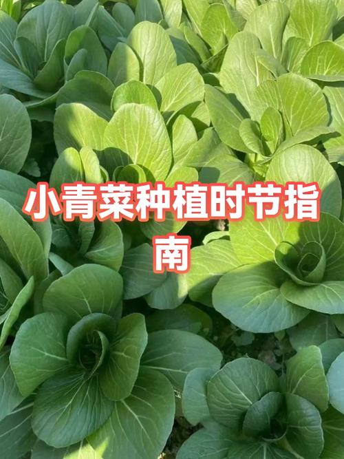 四季小青菜种植方法及周期_四季小青菜种植要点,从选种到防治,一篇搞定! 四季小青菜种植方法及周期_四季小青菜种植要点,从选种到防治,一篇搞定!