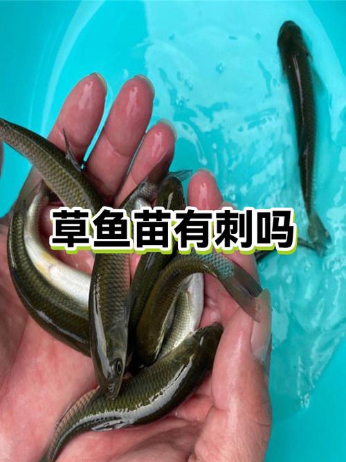 草鱼去刺的方法图解_草鱼去刺技巧,轻松无刺美味 草鱼去刺的方法图解_草鱼去刺技巧,轻松无刺美味