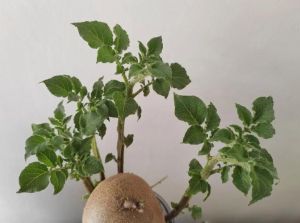 防止土豆长芽的方法_苹果乙烯防土豆发芽，阴凉干燥能久存