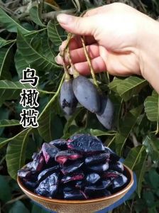 黑乌榄腌制的放常温能放多久_乌榄腌制法与保存技巧