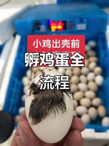 农村孵小鸡的土方法_种蛋挑选保鲜孵化技巧