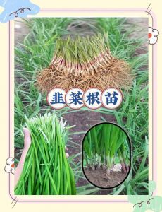 家庭阳台韭菜种植最简单方法_阳台种韭菜，新手易上手！