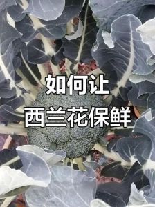 西兰花怎样储存放的时间长_冷藏冷冻防变黄