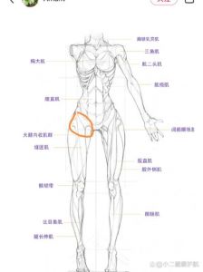 大腿根属于什么部位_连接躯干与下肢的关键部位