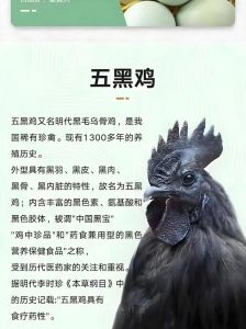 黑凤鸡与麻鸡的区别_乌鸡特点与养殖挑战