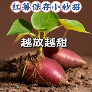 红薯最简单的保存方法_红薯阴凉避光保存不发霉，纸箱沙土法好实用！