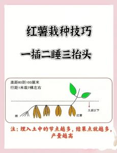 红薯种植时间和方法_春季种红薯，选对时和苗很重要