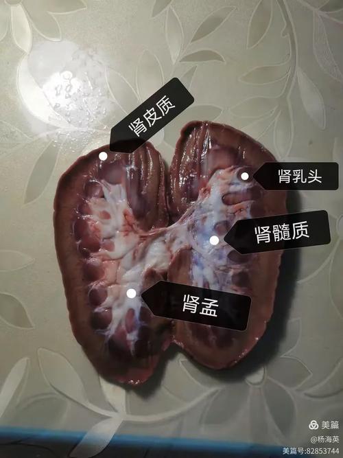猪腰是哪个部位图解_猪腰营养美味做法多