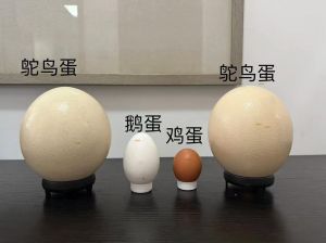 鸵鸟蛋的正确打开方法_鸵鸟蛋两端开孔不碎，轻松取蛋液做法分享