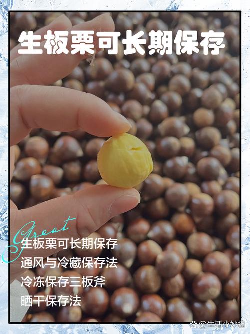 生板栗最简单保存方法_生板栗去刺踩踏或剪口，煮栗加茶叶增香防腐