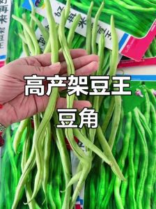 架豆王和豆角的区别_外观口感大不同