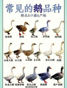 鸭腿和鹅腿的区别图片_大小颜色口感营养大不同