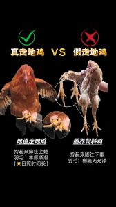 笨鸡和溜达鸡的区别_散养笨鸡，肉质鲜美营养高！