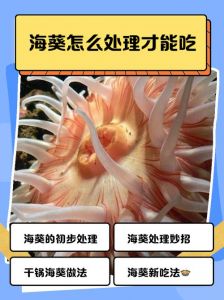 海葵的做法大全家常_新鲜海葵挑选处理做法，葱烧凉拌汤食谱
