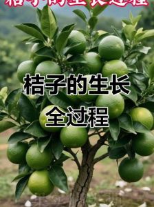 桔子种植时间和方法_柑橘苗春秋栽，成活率高，掌握要点轻松种