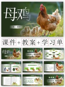 模拟农场中公鸡母鸡比例_公母比例与效益