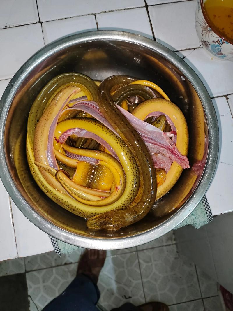 黄鳗鱼的做法_鳗鱼营养价值高,清蒸黄焖做法简单美味 黄鳗鱼的做法_鳗鱼营养价值高,清蒸黄焖做法简单美味