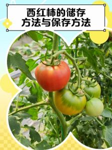 小番茄保存一年方法_分开放冷藏，冷冻加工更持久