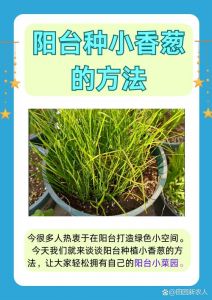 小香葱种植方法图解_小香葱种植方法，土好水足阳光足