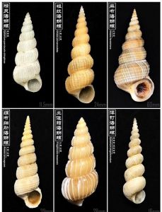 海螺的保存方法_短期淡盐水冷藏，长期冷冻保存