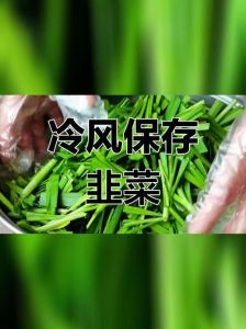 韭菜冷冻保存的方法_韭菜冷藏10天保鲜，冷冻长期存不变质