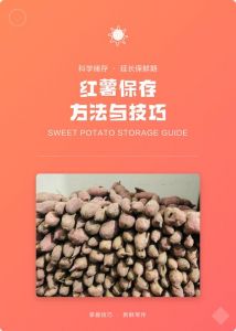 家庭长久储存红薯方法_红薯怎么保存？冷藏干燥窖藏法