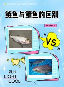 大头鱼和花鲢的区别_大头鱼与白鲢怎么分辨？