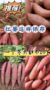 大量红薯怎样保存长期不坏_红薯存放在阴凉通风处，避免水洗，轻拿轻放，防发芽