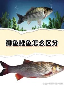 鲤鱼和鲫鱼的区别图_鲫鱼鲤鱼怎么分？大小胡须是关键