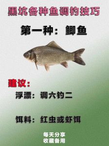 鲫鱼和草鱼哪个刺多_鲫鱼草鱼怎么选？刺多嫩少大厚，营养烹饪都不同