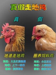 麻黄鸡和淘汰鸡的区别_风味与成本的权衡