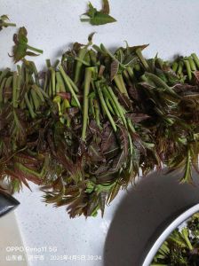 家常香椿腌制方法_腌香椿留住春味，简单易学！