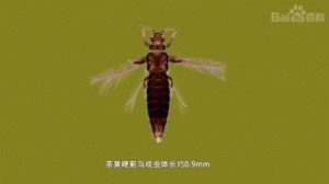 蓟马属于什么目害虫_蓟马害庄稼，注意防治别大意