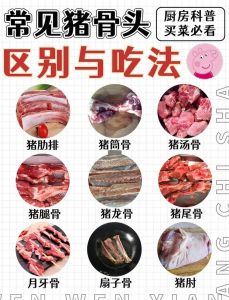 猪头骨结构名称图解_颅骨与面骨解析