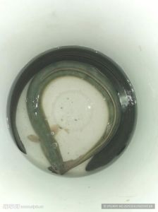 河鳗和江鳗有什么区别吗_河鳗江鳗怎么选？
