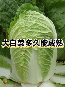 水开了放大白菜10分钟能熟吗_白菜煮多久，嫩爽不烂全知道