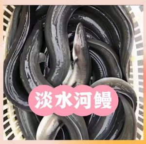 海鳗和河鳗江鳗哪个刺多_鳗鱼带刺小心吃 海河江刺味营养不同