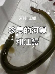 河鳗和海鳗口感对比_河鳗与海鳗口感营养大不同