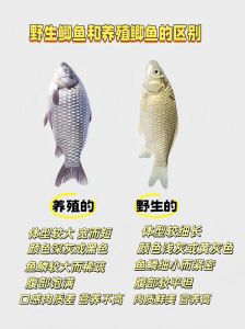 罗非鱼与鲫鱼的区别_外观习性口感大不同