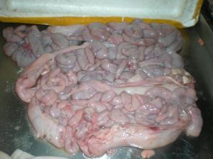 猪大肠属于动物内脏吗_家常食材，营养美味需适量